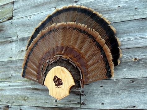 double fan turkey mount